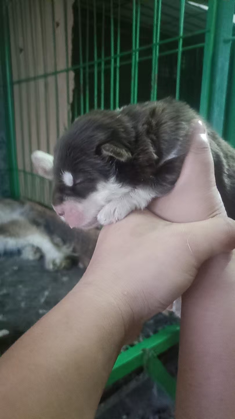 阿拉斯加犬